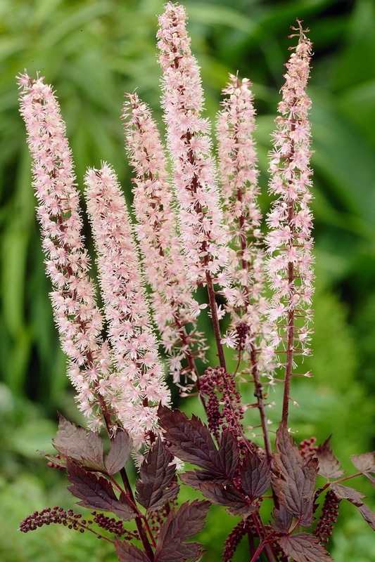 Клопогон ветвистый Пинк Спайк (Actaea ramosa 'Pink Spike')