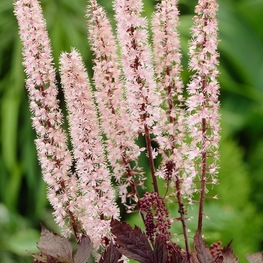 Клопогон ветвистый Пинк Спайк (Actaea ramosa 'Pink Spike')