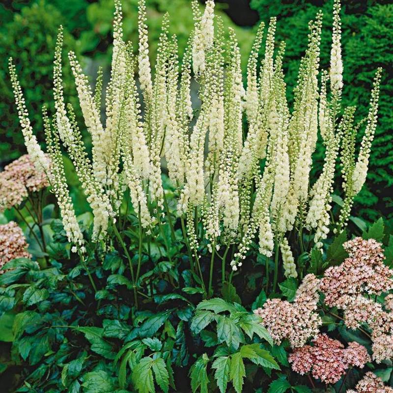 Клопогон японский Сильвер Данс (Actaea japonica 'Silver Dance')