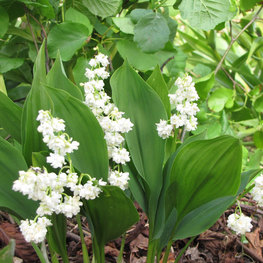 Ландыш майский (Convallaria majalis)