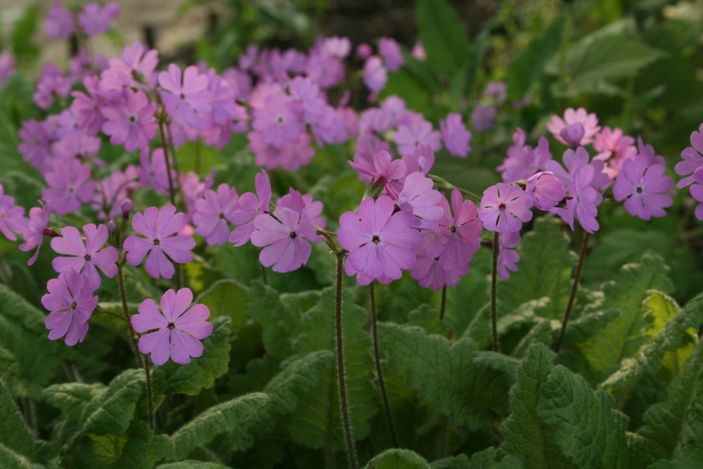 Примула отклоненная (Primula patens)