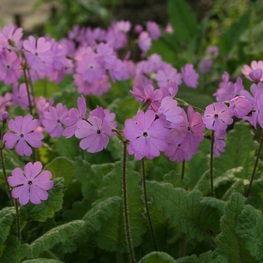 Примула отклоненная (Primula patens)