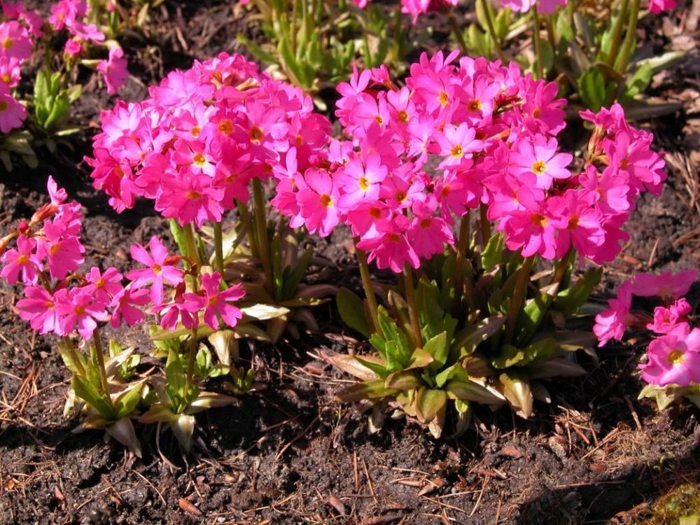 Примула розовая Грандифлора (Primula rosea 'Grandiflora')