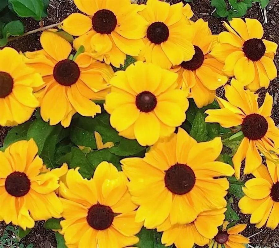 Рудбекия Тото Голд (Rudbeckia 'Toto Gold')