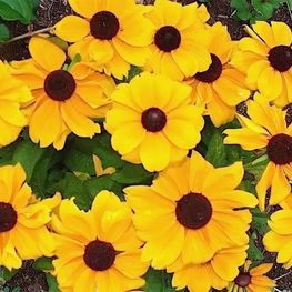 Рудбекия Тото Голд (Rudbeckia 'Toto Gold')
