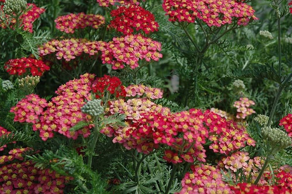 Тысячелистник парковый (Achillea x parkeri)