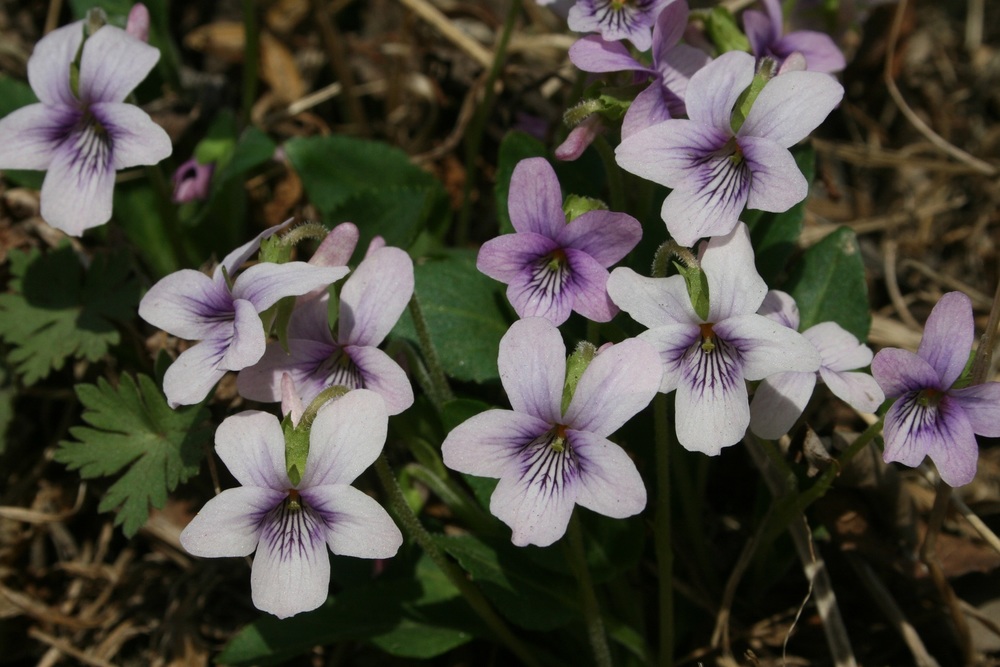 Фиалка маньчжурская (Viola mandshurica)