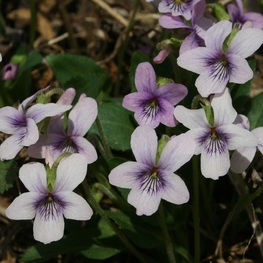 Фиалка маньчжурская (Viola mandshurica)