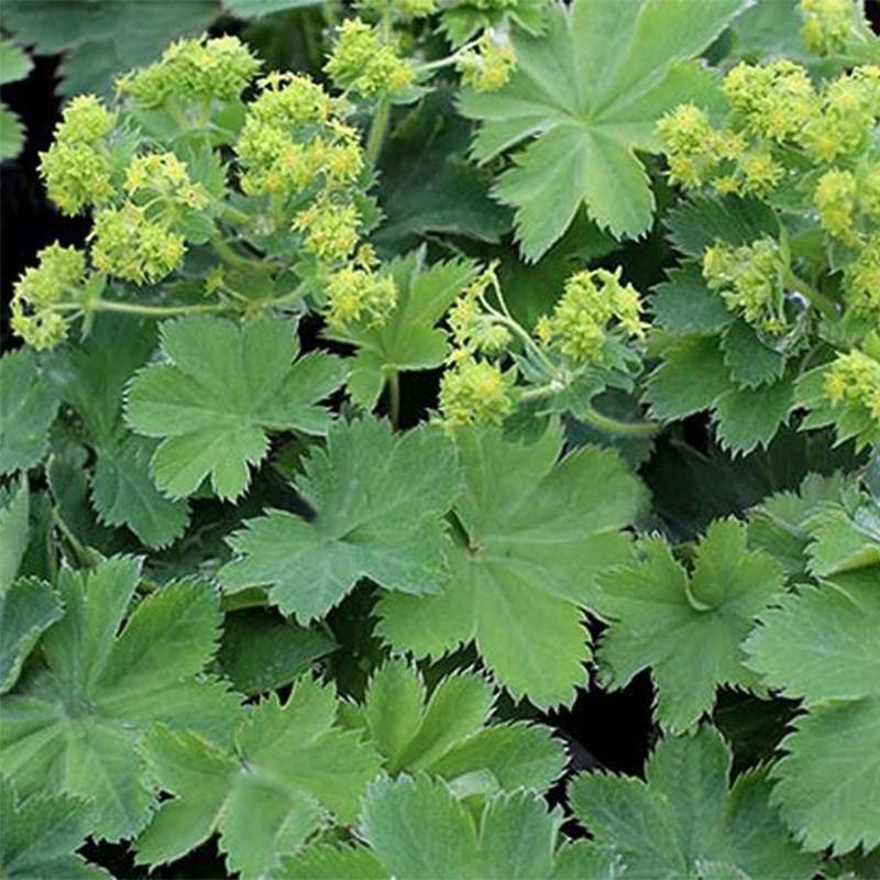 Манжетка шелковистая (Alchemilla mollis)