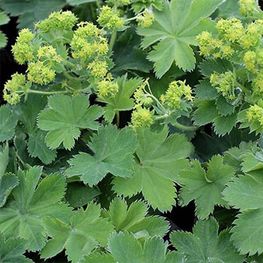 Манжетка шелковистая (Alchemilla mollis)