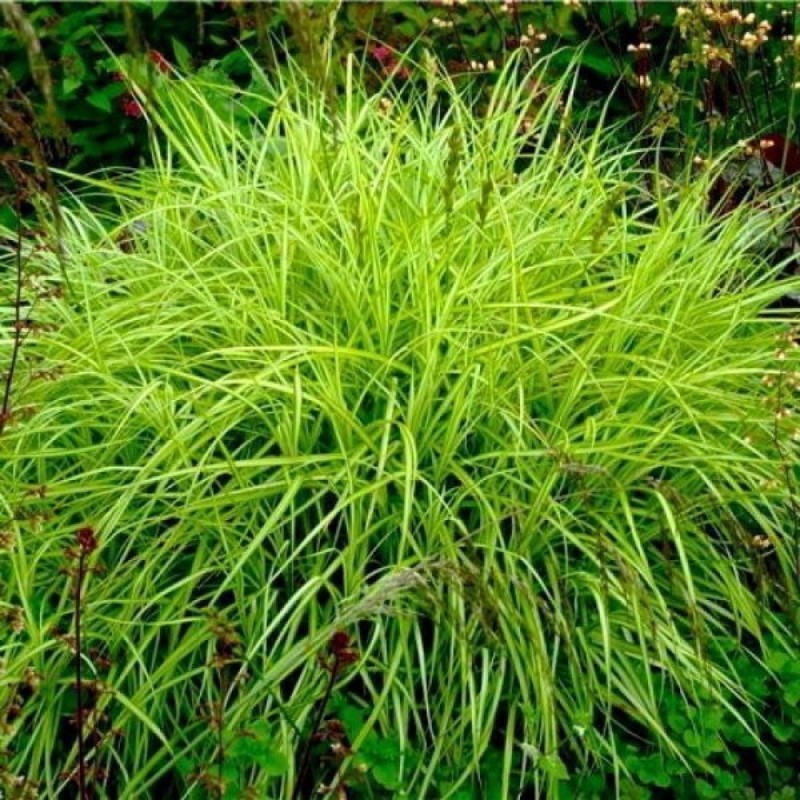 Осока пальмолистная (Carex muskingumensis)