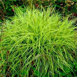 Осока пальмолистная (Carex muskingumensis)