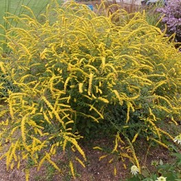 Солидаго морщинистый Файерворкс (Solidago rugosa 'Fireworks')