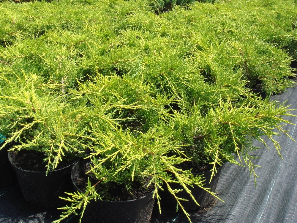 Можжевельник средний Голд Кост (Juniperus x pfitzeriana 'Gold Coast')