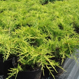 Можжевельник средний Голд Кост (Juniperus x pfitzeriana 'Gold Coast')