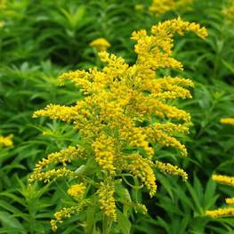 Солидаго скученный Гольдкинд (Solidago glomerata 'Goldkind')