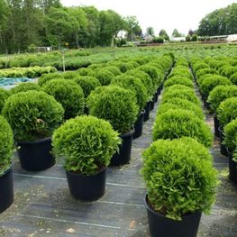 Туя западная Шаровидная (Thuja occidentalis 'Globosa')
