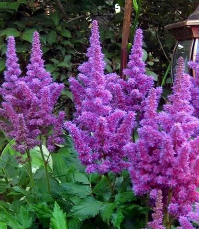 Астильба Арендса Аметист (Astilbe x arendsii 'Amethyst')