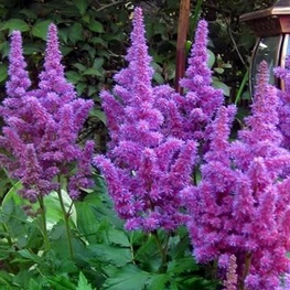 Астильба Арендса Аметист (Astilbe x arendsii 'Amethyst')