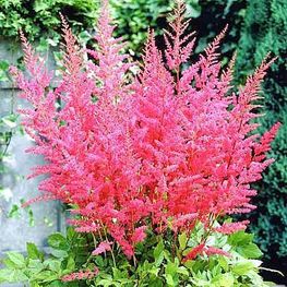 Астильба Арендса Гранат (Astilbe x arendsii 'Granat')