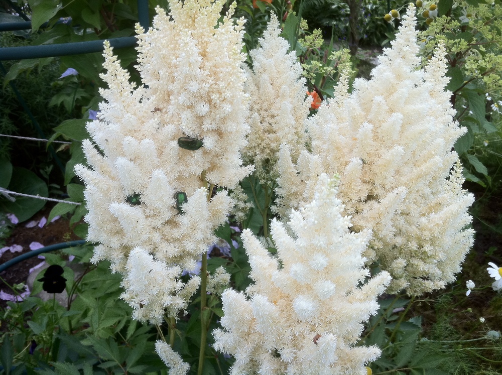 Астильба Арендса Вайссе Глория (Astilbe x arendsii 'Weisse Gloria')