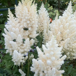 Астильба Арендса Вайссе Глория (Astilbe x arendsii 'Weisse Gloria')