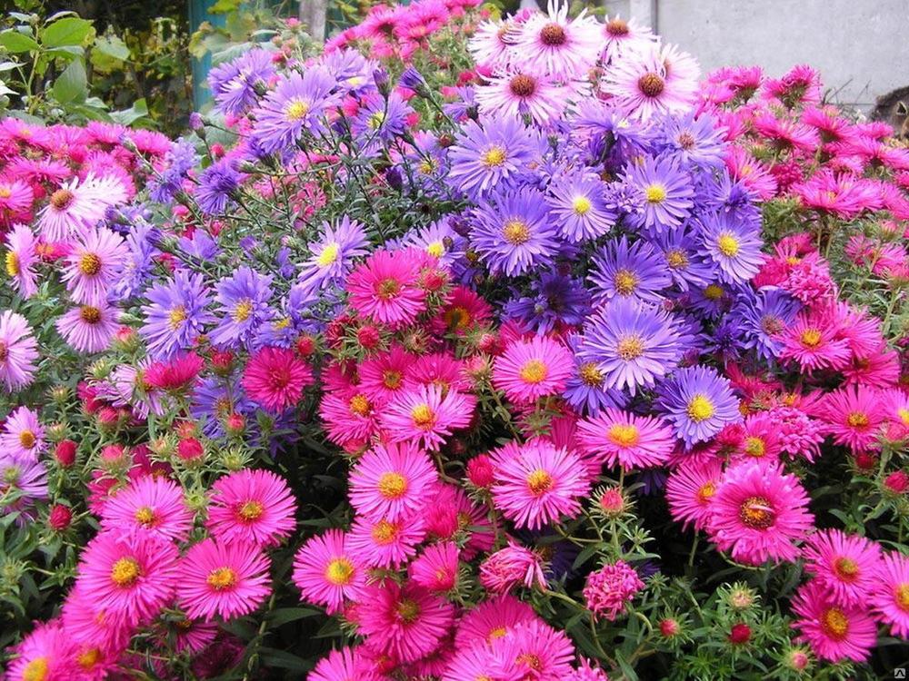 Астра кустарниковая Микс (Aster dumosus 'Mix')