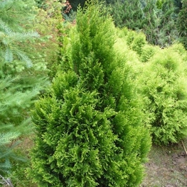 Туя складчатая Корник (Thuja plicata 'Kornik')