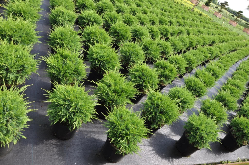 Можжевельник средний Минт Джулеп (Juniperus x pfitzeriana 'Mint Julep')