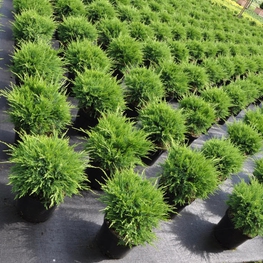 Можжевельник средний Минт Джулеп (Juniperus x pfitzeriana 'Mint Julep')