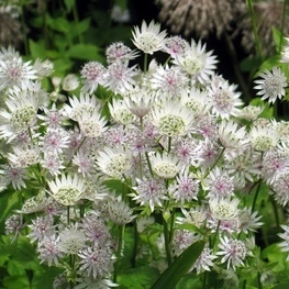 Астранция крупная Альба (Astrantia major 'Alba')