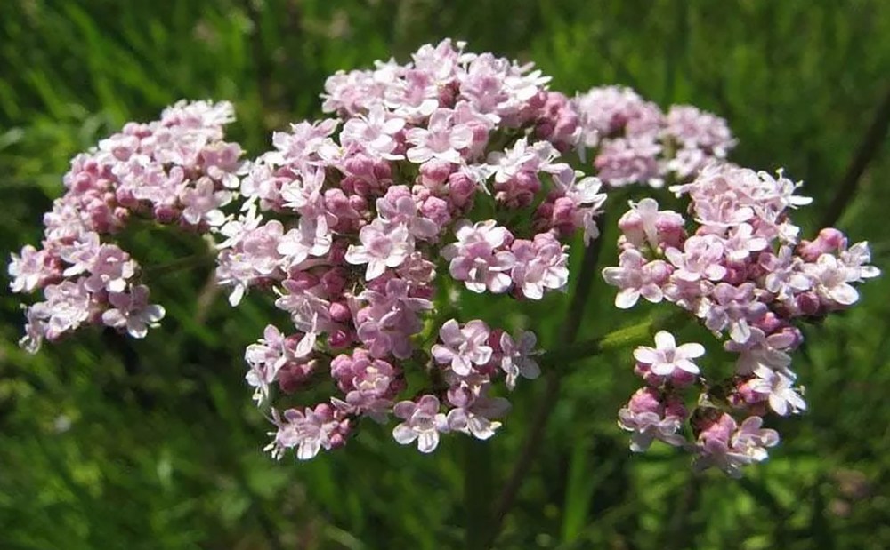 Валериана лекарственная (Valeriana officinalis)