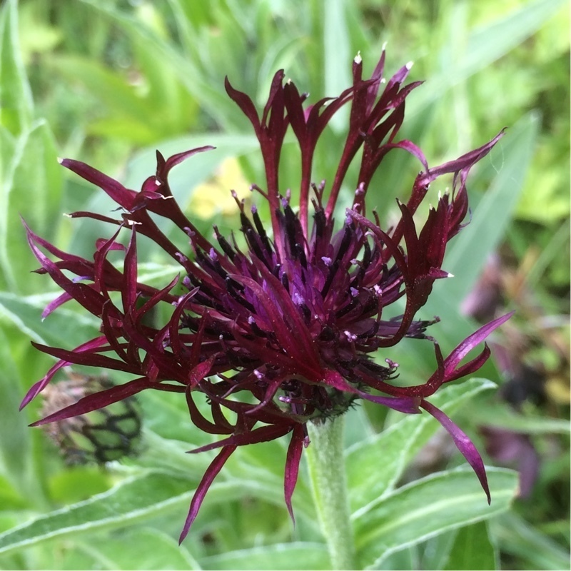Василек горный Джорди (Centaurea montana 'Jordy')