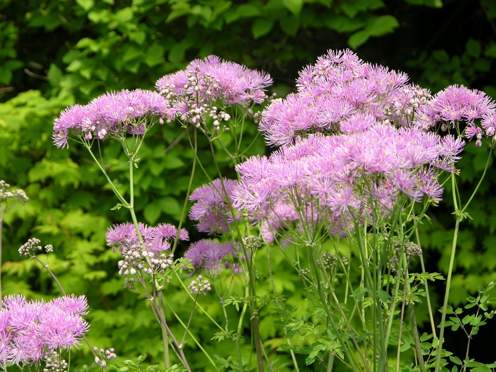 Василистник водосборолистный Лемон Бальм (Thalictrum aquilegiifolium 'Lemon Balm')