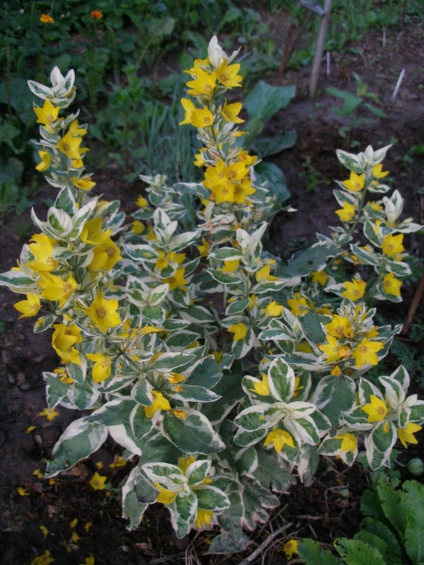 Вербейник точечный Вариегата (Lysimachia punctata 'Variegata')
