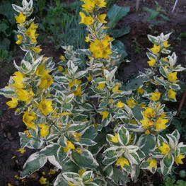 Вербейник точечный Вариегата (Lysimachia punctata 'Variegata')