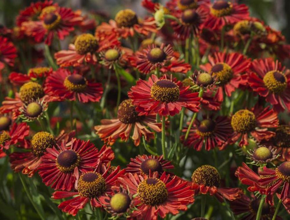 Гелениум гибридный Ранчера (Helenium 'Ranchera')
