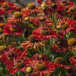 Гелениум гибридный Ранчера (Helenium 'Ranchera')