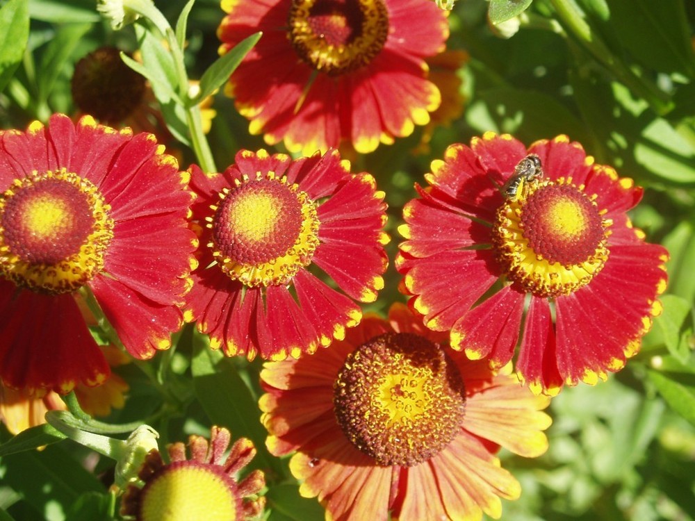Гелениум гибридный Рубинцверг (Helenium 'Rubinzwerg')