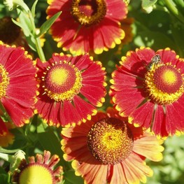 Гелениум гибридный Рубинцверг (Helenium 'Rubinzwerg')