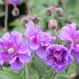 Герань гималайская Пленум (Geranium himalayense 'Plenum')