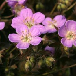 Герань пятнистая Элизабет Энн (Geranium maculatum 'Elisabeth Ann')