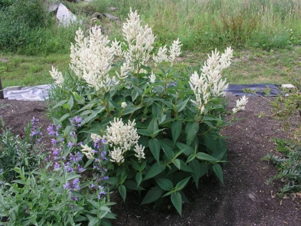 Горец изменчивый (Persicaria polymorpha)