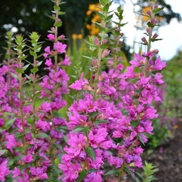 Дербенник иволистный Робин (Lythrum salicaria 'Robin')