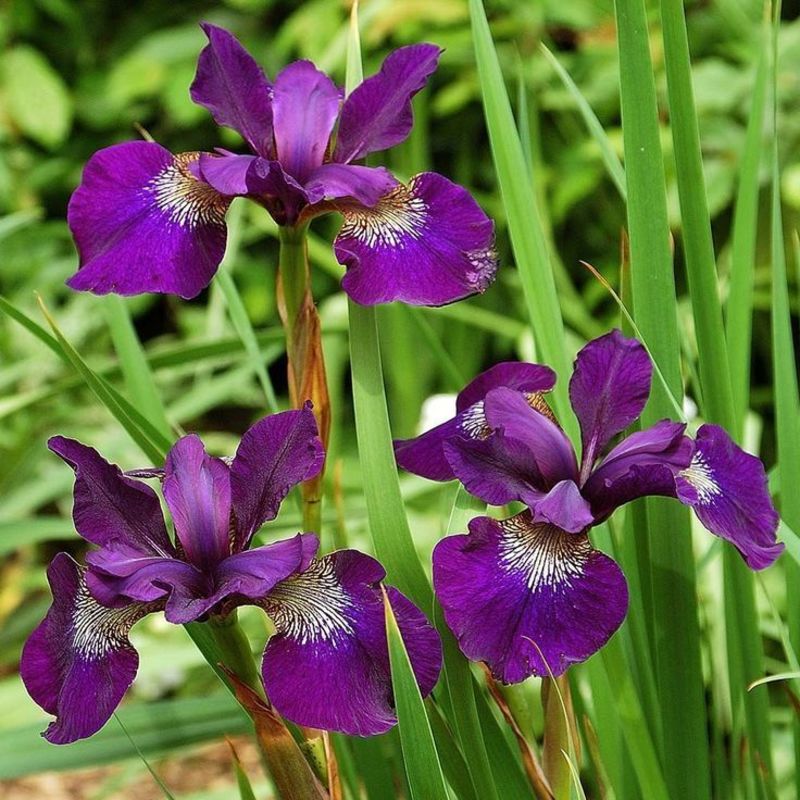 Ирис сибирский Тил Велвет (Iris sibirica 'Teal Velvet')