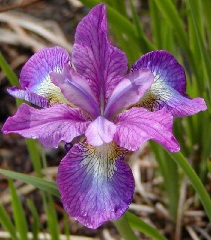 Ирис сибирский Иллин Шарм (Iris sibirica 'Illine Charm')