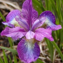 Ирис сибирский Иллин Шарм (Iris sibirica 'Illine Charm')