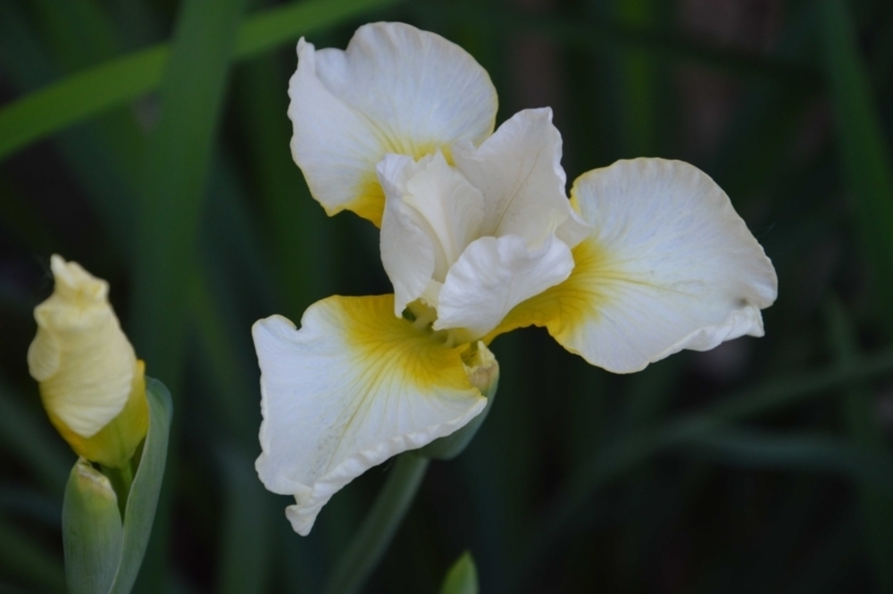 Ирис сибирский Беллиссима (Iris sibirica 'Bellissima')