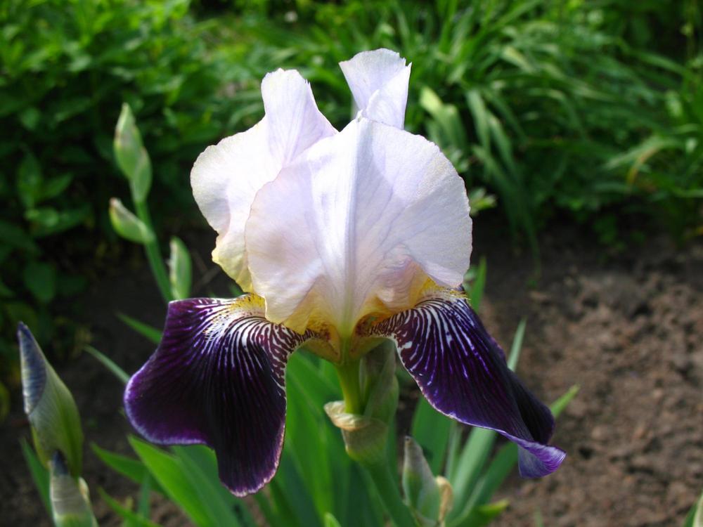 Ирис германский Сильверадо (Iris germanica 'Silverado')