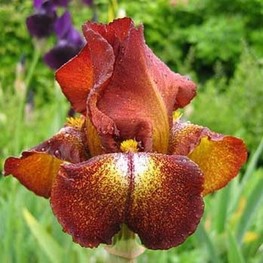 Ирис германский Файер Кракер (Iris germanica 'Fire Cracker')